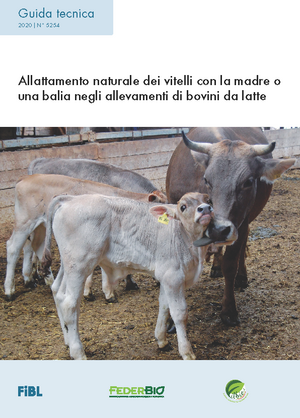 Allattamento naturale dei vitelli con la madre o una balia negli allevamenti di bovini da latte