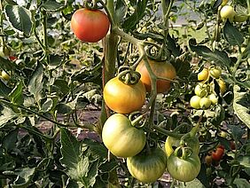 Tomatenstrauch mit unterschiedlich reifen Tomaten