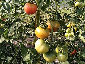 Tomato bush with tomatoes of different ripeness