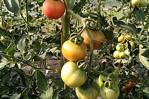 Tomato bush with tomatoes of different ripeness