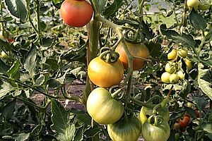 Tomatenstrauch mit unterschiedlich reifen Tomaten