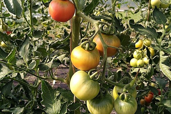 Tomatenstrauch mit unterschiedlich reifen Tomaten