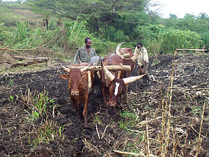Ein afrikanischer Bauer lenkt einen Ochsen, der einen Pflug zieht.