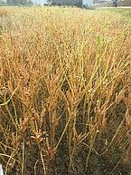 Feld mit Weissen Süsslupinen.