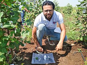 A researcher on the cotton field