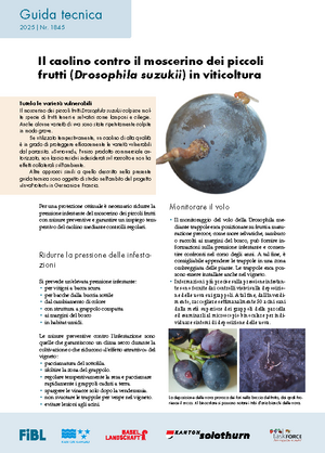 Il caolino contro il moscerino dei piccoli frutti (Drosophila suzukii) in viticoltura