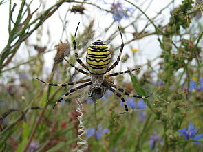 L’argiope frelon