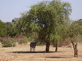 Cattle under a tree in the shade