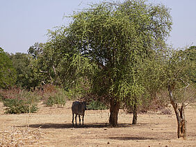 Bétail sous un arbre à l'ombre