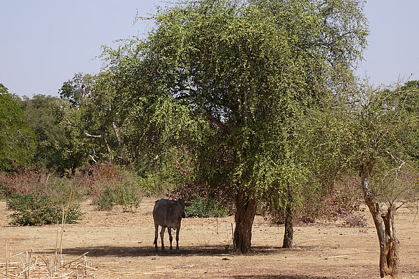 Bétail sous un arbre à l'ombre