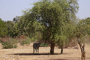 Rind unter einem Baum im Schatten