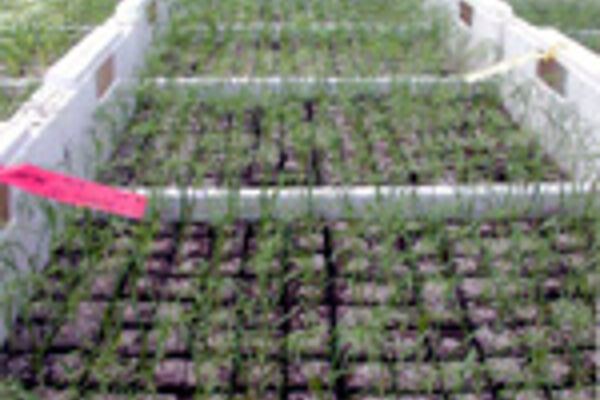 © BLE, Foto: IBDF Vergleichsaussaat von Fenchel in unterschiedlich torfhaltigen Substraten.