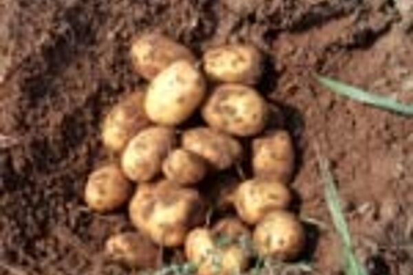 Kartoffelnest