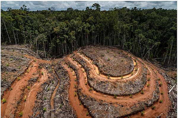 Regenwaldzerstörung für Palmölplantage in Indonesien