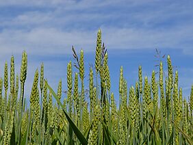 Field with bread wheat