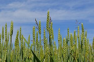 Field with bread wheat