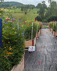 Blühboxen mit blühenden Blüten.