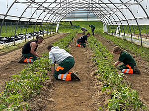 Four people are planting plants in a polytunnel.