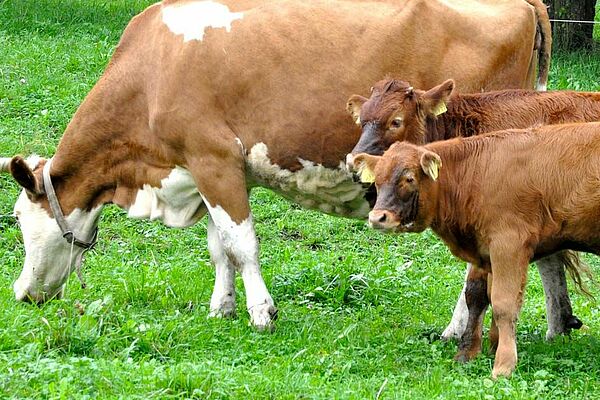 Kuh und zwei Kälber auf der Weide