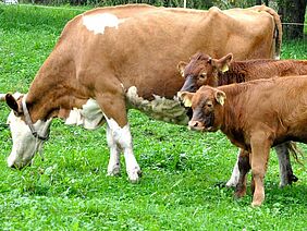 Cow with two calves on the pasture