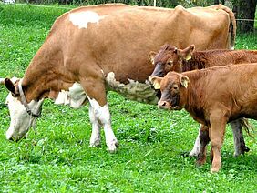 Vache et deux veaux au pâturage