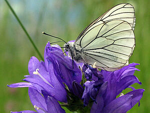 Baumweissling (Aporia crataegi)