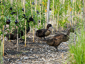 A trio of brown ducks can be seen waddling through a tomato field in this close-up view.