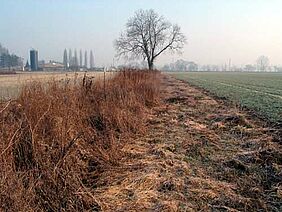 Brache- und Altgrasstreifen