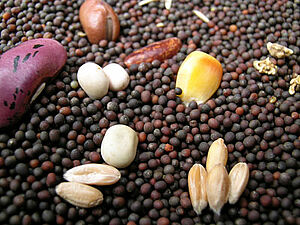 Various seeds and grains.
