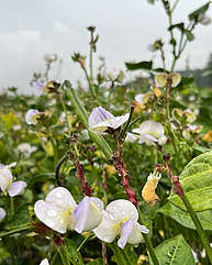 Eine schöne Aufnahme von Augenbohnen-Blüten aus der Nähe. Die Blüten sind zartrosa und umgeben von rankenden Blättern in einem grossen Feld.