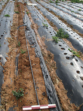 Eine dünne Polyethylenfolie, die als Mulch im Gemüseanbau in den Niederlanden verwendet wird. 