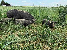Schweine im Gras
