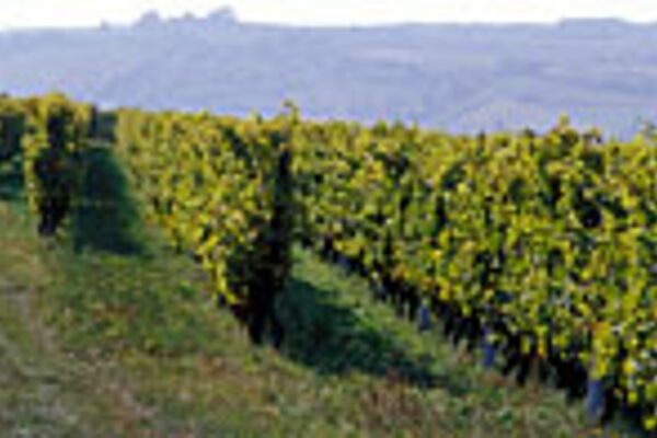 Weinreben