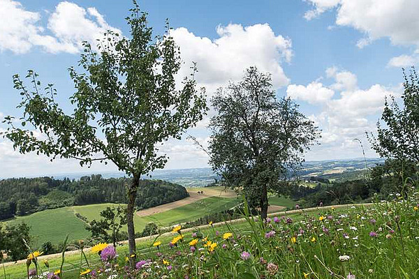 Landschaft mit Blumenwiese und Bäumen. 