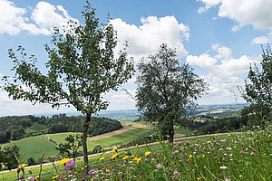 Landschaft mit Blumenwiese und Bäumen. 