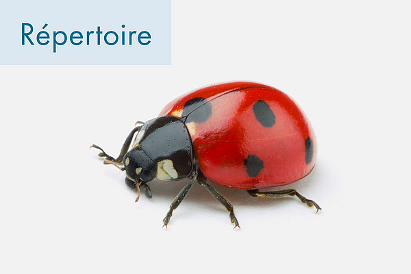 Photo de couverture: Coccinelle.