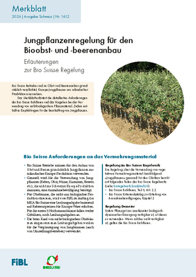 Jungpflanzenregelung für den Bioobst- und -beerenanbau