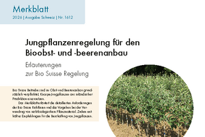 Jungpflanzenregelung für den Bioobst- und -beerenanbau