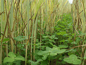 Winter whaet undersown with red clover