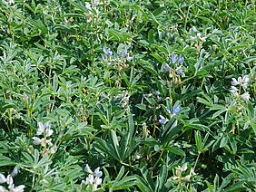 Flowering white lupines