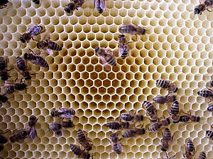 Bees on comb