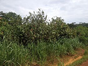 Dead cocoa plants