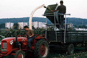 Legume undersowing