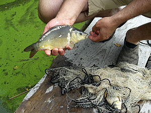 Mirror carp