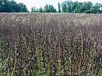 A field with dark brown to green plants, with trees in the background