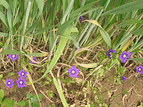 Venusfrauenspiegel (Legousia speculum-veneris)