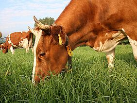 Cow on a field grazing