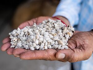 Cotton seeds in hands