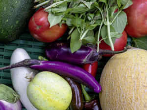 Zu sehen ist eine Kiste voller buntem Gemüse, darunter Tomaten, Auberginen, Zucchini und Basilikum.