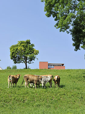 Tiere grasend auf der Weide